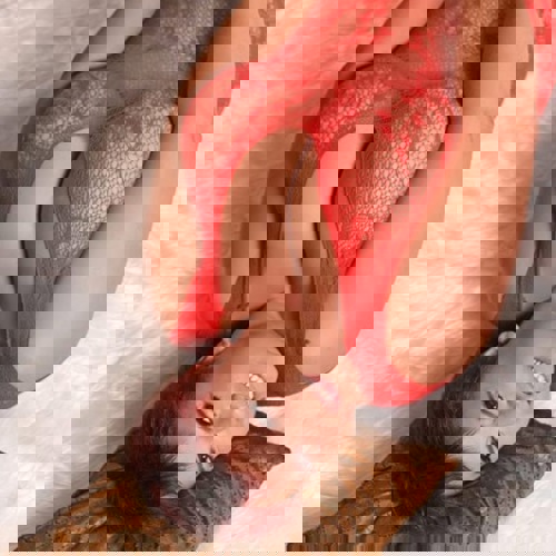 AlicemitNaturOW110E